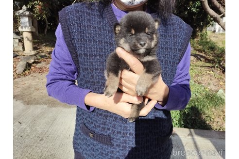成約済の岡山県の柴犬-277241の2枚目