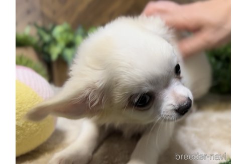 成約済の千葉県のチワワ(ロングコート)-277267の4枚目