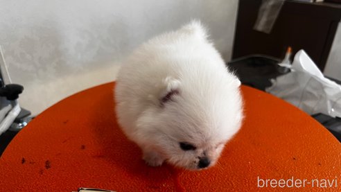 成約済の埼玉県のポメラニアン-274353の19枚目
