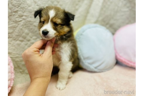 成約済の香川県のシェットランドシープドッグ(シェルティ)-277291の10枚目