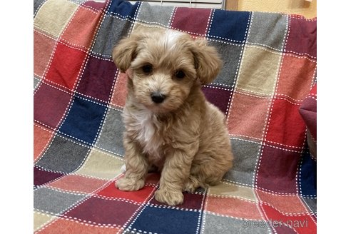 子犬
