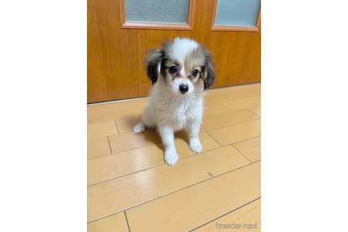 成約済の愛知県のパピヨン-277320の5枚目
