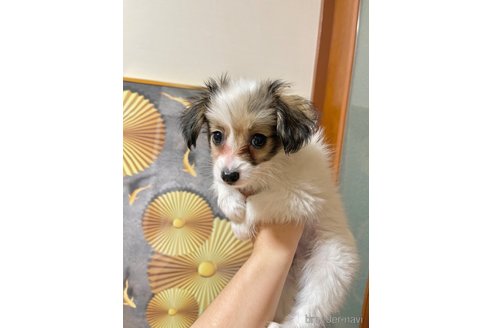 成約済の愛知県のパピヨン-277320の2枚目