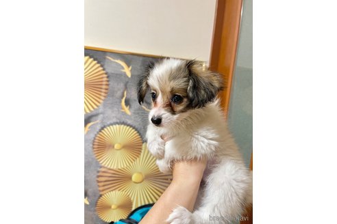 成約済の愛知県のパピヨン-277320の4枚目