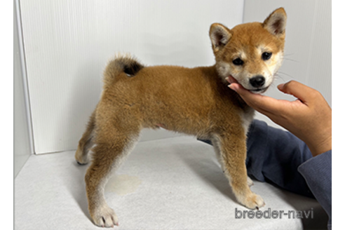 成約済の愛知県の柴犬-274628の5枚目