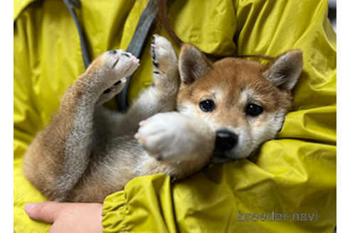 成約済の愛知県の柴犬-274628の4枚目