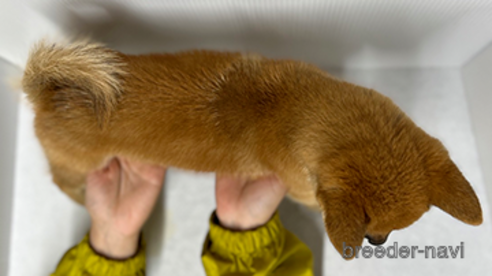 成約済の愛知県の柴犬-274628の2枚目