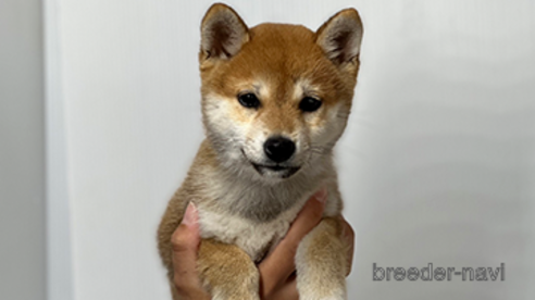 成約済の愛知県の柴犬-274628の1枚目
