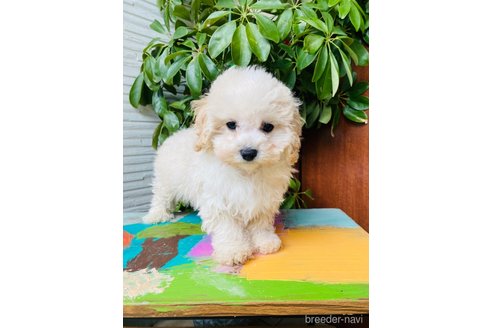 成約済の千葉県のミックス犬-272621の6枚目