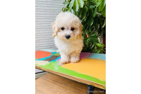 成約済の千葉県のミックス犬-272621の7枚目