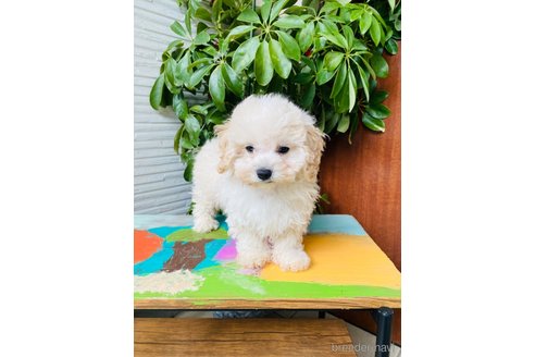 成約済の千葉県のミックス犬-272621の4枚目