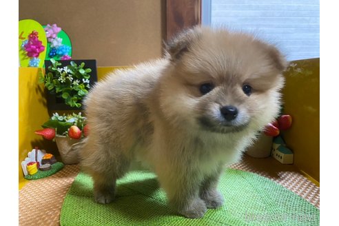 成約済の神奈川県のポメラニアン-273523の5枚目