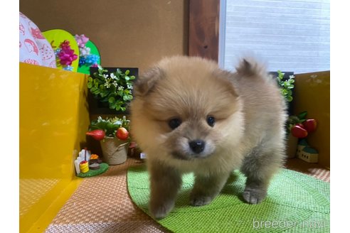 成約済の神奈川県のポメラニアン-273523の4枚目