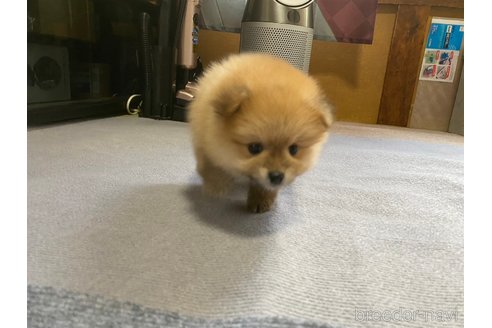 成約済の神奈川県のポメラニアン-273523の3枚目