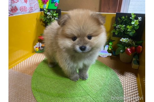 成約済の神奈川県のポメラニアン-273523の2枚目