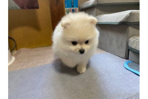 成約済の神奈川県のポメラニアン-273123の4枚目