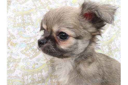 成約済の千葉県のチワワ(ロングコート)-273700の39枚目