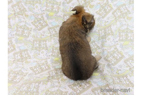 成約済の千葉県のチワワ(ロングコート)-273707の27枚目