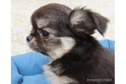 成約済の千葉県のチワワ(ロングコート)-273709の34枚目