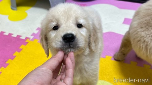 成約済の京都府のゴールデンレトリーバー-277414の2枚目