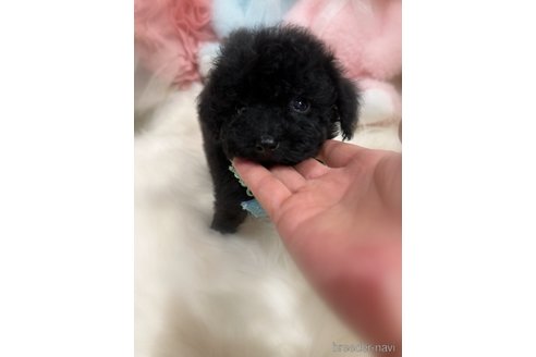 販売中の香川県のティーカッププードル-277446