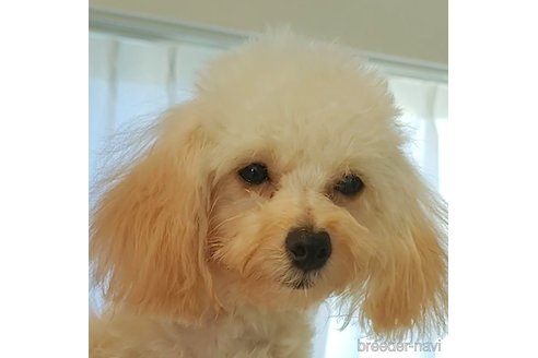 成約済の愛知県のティーカッププードル-256654の6枚目