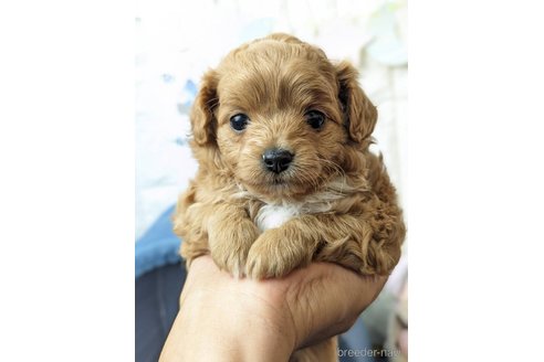 成約済の福岡県のチワプー:チワワ×トイプードル-277474の1枚目