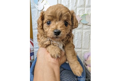 成約済の福岡県のチワプー:チワワ×トイプードル-277474の2枚目