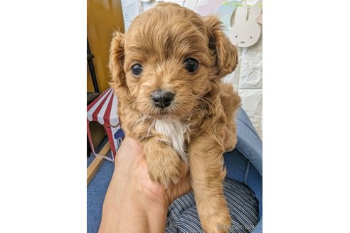 成約済の福岡県のチワプー:チワワ×トイプードル-277474の3枚目