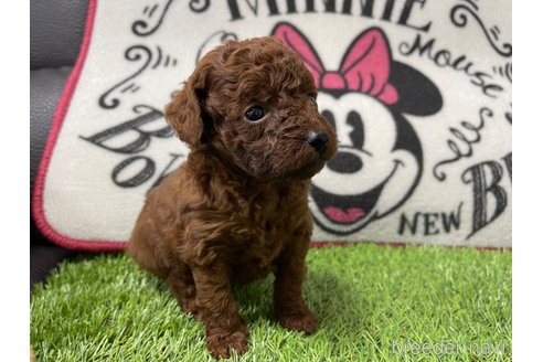 成約済の群馬県のトイプードル-277485の5枚目