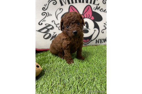 成約済の群馬県のトイプードル-277485の4枚目