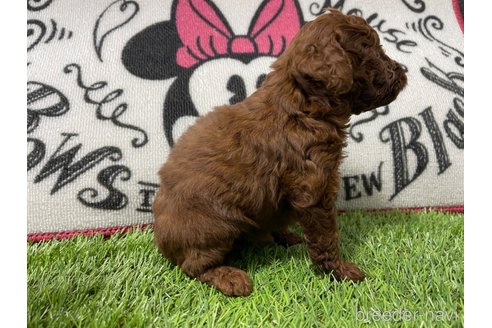 成約済の群馬県のトイプードル-277485の2枚目