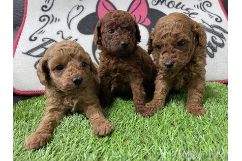 成約済の群馬県のトイプードル-277485の3枚目