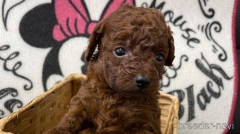 成約済の群馬県のトイプードル-277485の1枚目