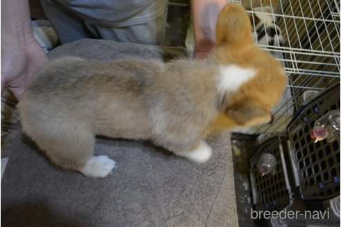 成約済の栃木県のウェルシュコーギーペンブローク-277502の2枚目