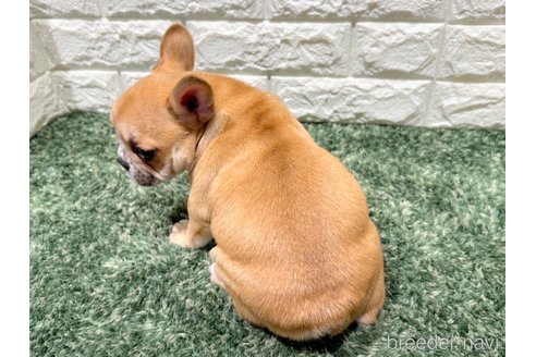 成約済の愛知県のフレンチブルドッグ-277269の3枚目