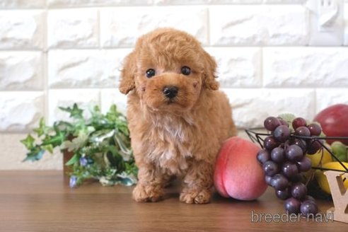 成約済の滋賀県のトイプードル-274998の1枚目