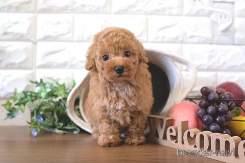 成約済の滋賀県のトイプードル-274998の6枚目