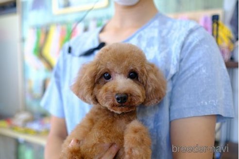 成約済の滋賀県のトイプードル-274998の4枚目