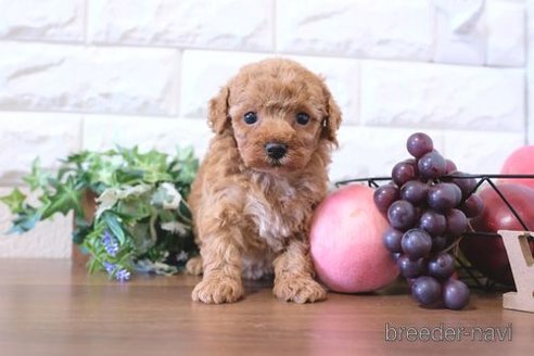 成約済の滋賀県のトイプードル-274998の3枚目