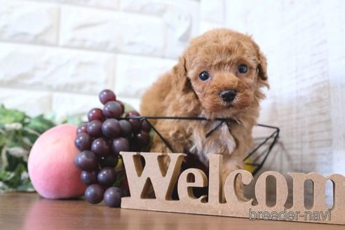 成約済の滋賀県のトイプードル-274998の2枚目