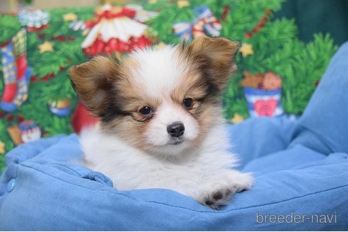 成約済の千葉県のパピヨン-274678の2枚目