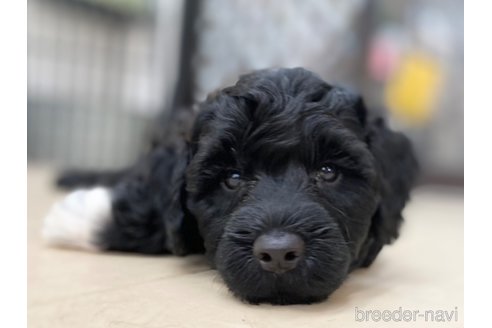 成約済の東京都のその他の犬種-275527の13枚目