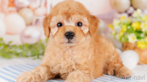 アプリコット　トイプードル アプリコットのトイプードル(トイ)の子犬を探す｜ブリーダー直販