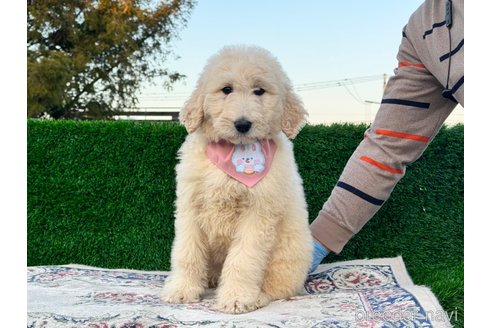 成約済の茨城県のミックス犬-277564の5枚目
