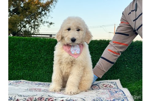 成約済の茨城県のミックス犬-277564の6枚目