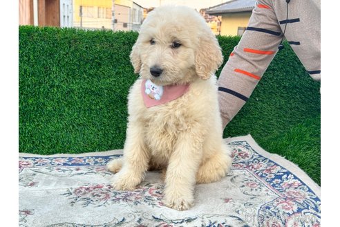 成約済の茨城県のミックス犬-277564の4枚目