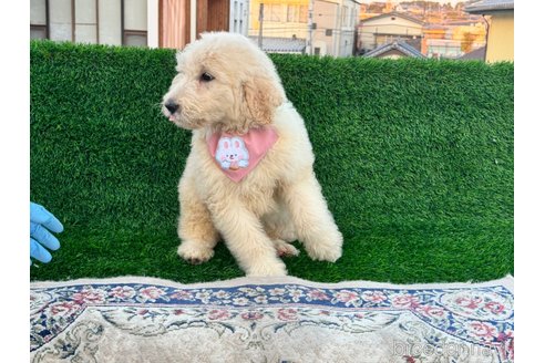 成約済の茨城県のミックス犬-277564の3枚目