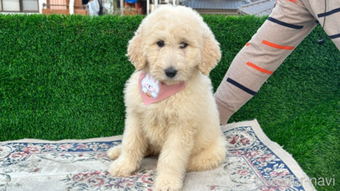成約済の茨城県のミックス犬-277564の1枚目