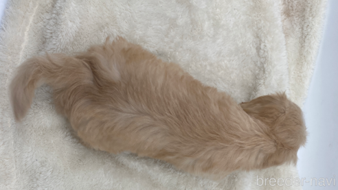 成約済の愛知県のマルックス:マルチーズ×ミニチュアダックスフンド-276265の2枚目